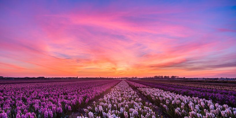 Sonnenuntergang über den Blumenzwiebelfeldern (Panorama) von Marcel van den Bos