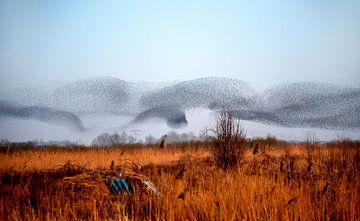 Starlings over reeds by Franke de Jong