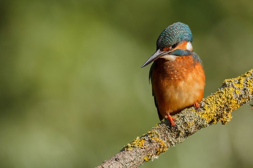 Martin-pêcheur d'Europe par Arjan van de Logt