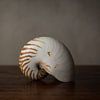 Stilleven schelp van Emajeur Fotografie