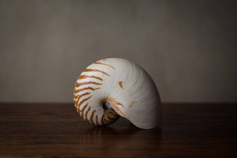 Stilleven schelp van Emajeur Fotografie