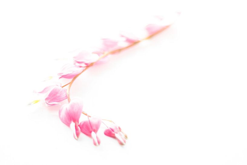 Dicentra spectabilis in high key by Debby Bierman