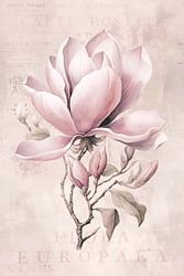 Magnolia Lente Romance Pastel Roze