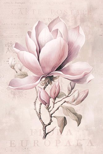 Magnolia Lente Romance Pastel Roze