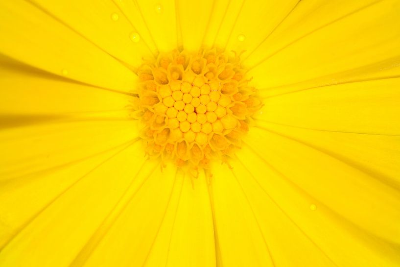 Calendula flower by Bo Valentino