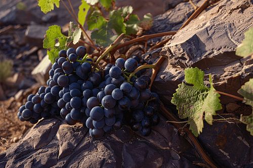 Rijpe druiventrossen op stenen ondergrond