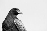 Woestijn Buizerd op de uitkijk
