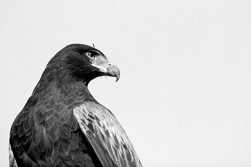 Woestijn Buizerd op de uitkijk