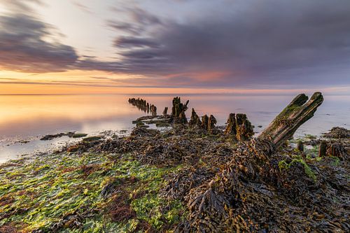 Met zeewier bedekte oude golfbreker aan de Waddenzee