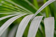 Groene bladeren van Ineke Wildeboer thumbnail