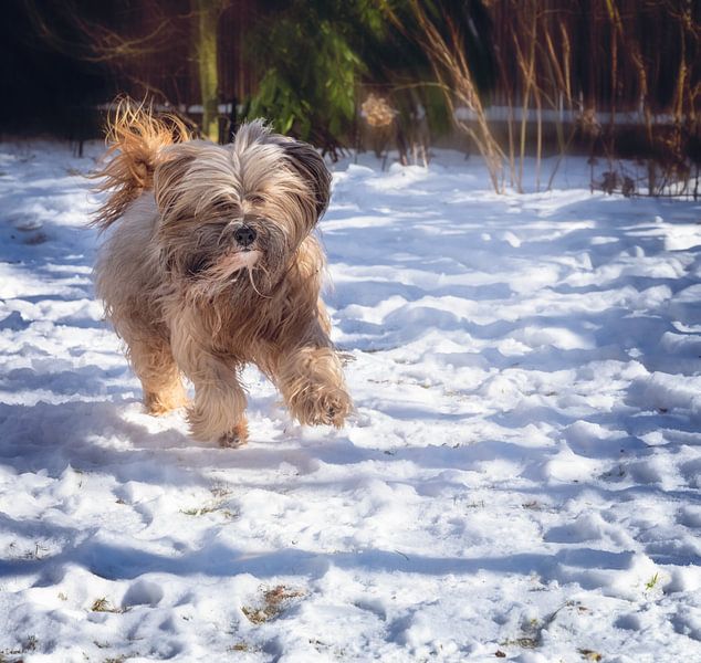 Tibet-Terrier Rüde in Aktion von ManfredFotos
