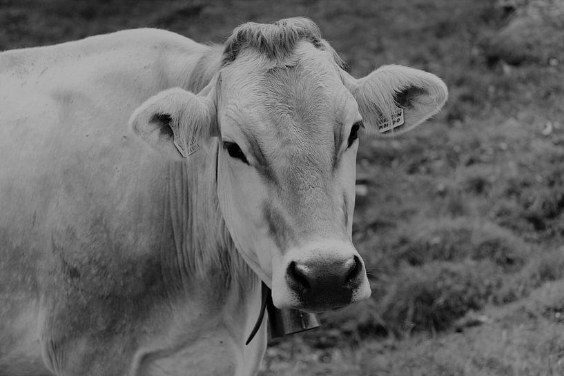 cow, animal, agriculture by Eveline De keukelaere