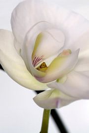 elegance by Luchiena Heine