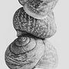 Slakkenhuisjes abstract met ronde organische vormen | Zwart-wit natuur fotografie van Denise Tiggelman