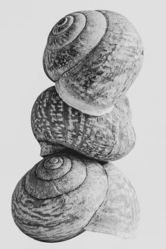 Snail shells with round organic shapes | Black and white nature photography by Denise Tiggelman