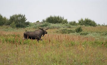 Moose by Corrie Post