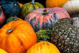 Le temps des citrouilles sur Patty Elferink
