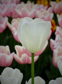 Weiße Tulpe von Marloes ten Brinke