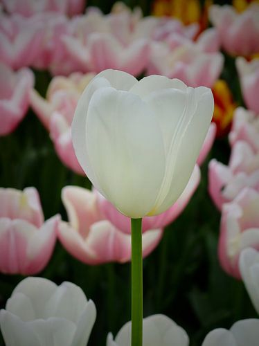 Witte tulp