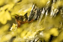 Squirrel by Sascha Sirch
