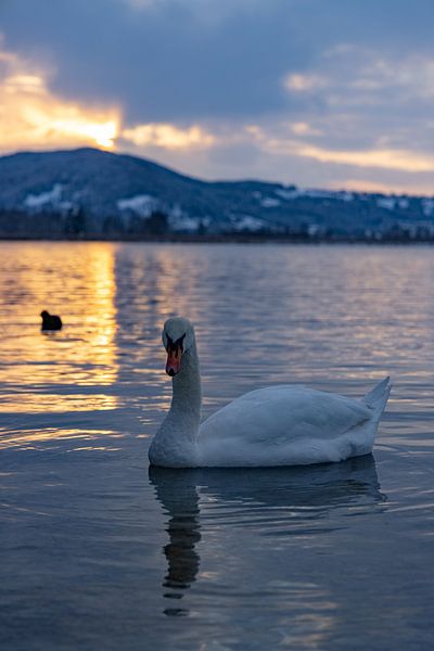 Swan at the Kochelsee by Andreas Müller