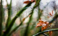 Herfstkleuren.04 (16x10)
