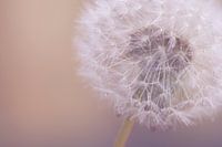 paardenbloem pluis met druppels