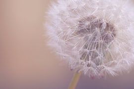dandelion with drops by Monique de Koning