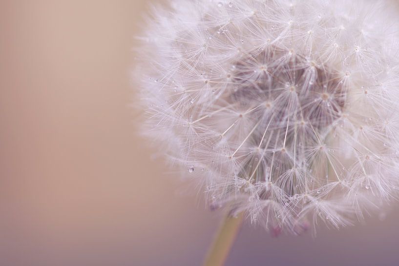 paardenbloem pluis met druppels van Monique de Koning