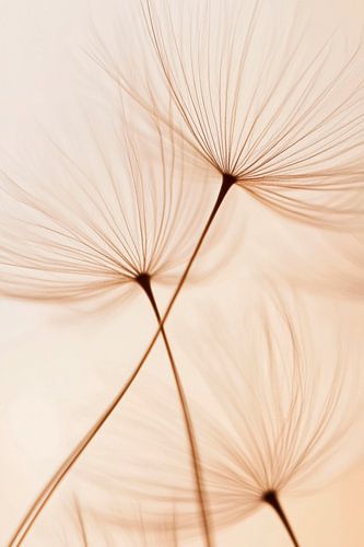 Airy dandelions