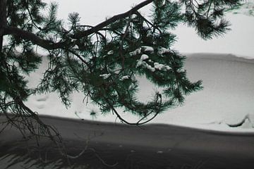 Macro foto ijs plakt op bomen van Wies Van Erp