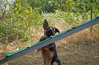 Schapenhond (puppy) op het honden trainingsveld van Babetts Bildergalerie thumbnail