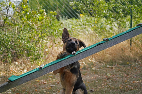Schapenhond (puppy) op het honden trainingsveld