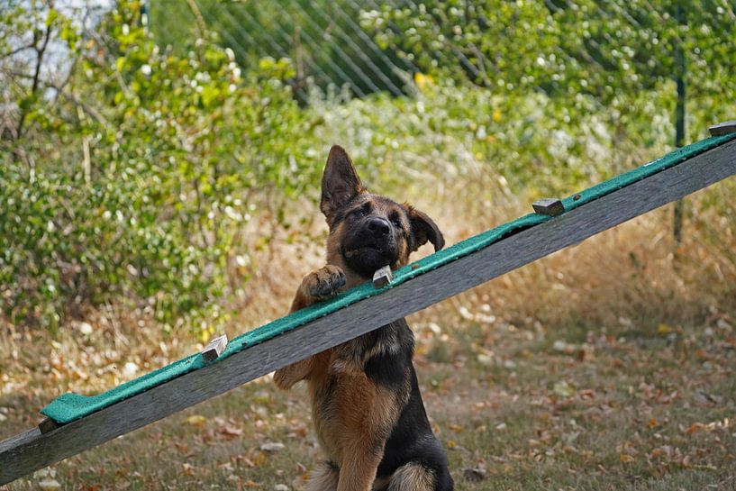 Schapenhond (puppy) op het honden trainingsveld van Babetts Bildergalerie