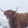Schotse hooglander in met rijp bedekt veld van Karla Leeftink