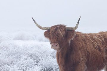 Schotse hooglander in met rijp bedekt veld