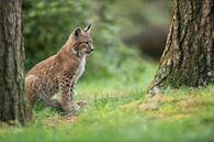 Luchs / Eurasischer Luchs (Lynx lynx), Jungtier auf einer Lichtung im Wald, schaut konzentriert, Eur von wunderbare Erde Miniaturansicht