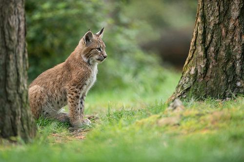 Lynx , Eurasian Lynx ( Lynx lynx ), young cub on a clearing, watching concentrated,  Europe. by wunderbare Erde