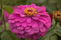 Bloemen, natuurfotografie