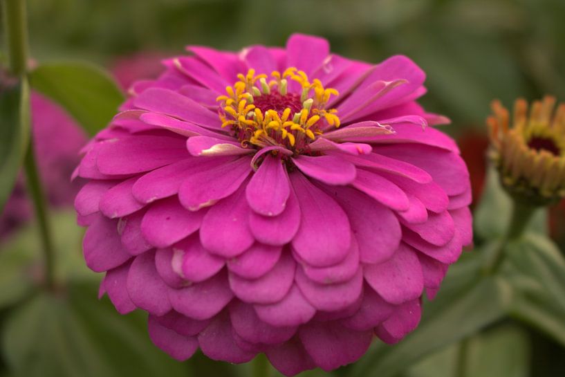 Bloemen, natuurfotografie van Caithlin Schoremans