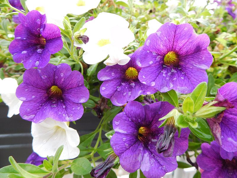 Wit en Paars by Monique Bas