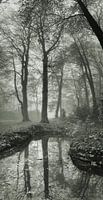 La brume des Paterswolde en jachère dans la forêt 2