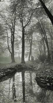 La brume des Paterswolde en jachère dans la forêt 2
