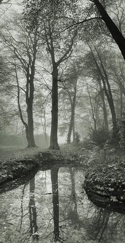 De Braak Paterswolde mist in het bos 2