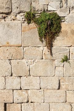 Stenen muur met groen van Ellis Peeters