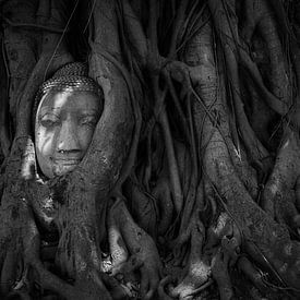 Buddha im Baum von Jesse Kraal