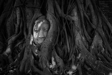 Bouddha dans un arbre sur Jesse Kraal