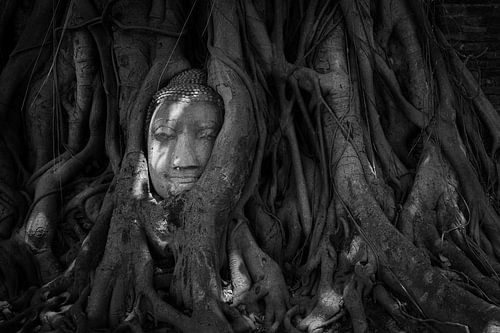 Budha in Tree