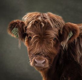 Scottish Highlanders : portrait d'un veau sur By Marjolein Design