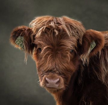 Scottish Highlanders: portrait calf by Marjolein van Middelkoop